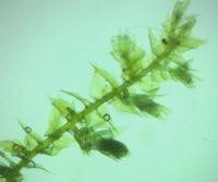 Attēlu rezultāti vaicājumam “Eurhynchium hians”