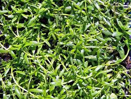 Attēlu rezultāti vaicājumam “Callitriche verna flower”