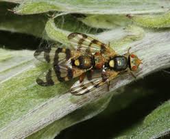 Attēlu rezultāti vaicājumam “Urophora jaceana”