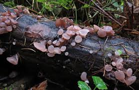 Attēlu rezultāti vaicājumam “Neobulgaria pura”