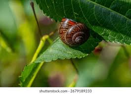 Attēlu rezultāti vaicājumam “Helicidae”