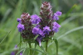 Attēlu rezultāti vaicājumam “Prunella vulgaris”