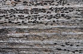 Attēlu rezultāti vaicājumam “Xylographa paralella”