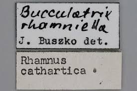 Attēlu rezultāti vaicājumam “Bucculatrix rhamniella”