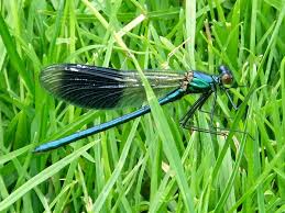 Attēlu rezultāti vaicājumam “Calopteryx splendens”