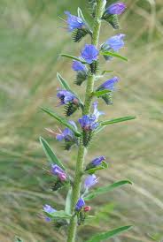 Attēlu rezultāti vaicājumam “Echium vulgare”