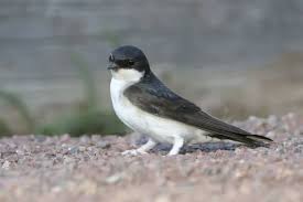 Attēlu rezultāti vaicājumam “Delichon urbicum”