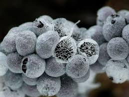 Attēlu rezultāti vaicājumam “Badhamia utricularis macro”