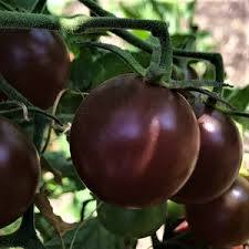 Afbeeldingsresultaat voor black oxheart tomato