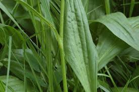 Attēlu rezultāti vaicājumam “Scorzonera humilis bud”