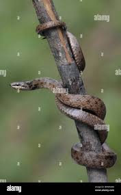 Attēlu rezultāti vaicājumam “Coronella austriaca adult”