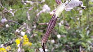 Attēlu rezultāti vaicājumam “Silene tatarica flower”