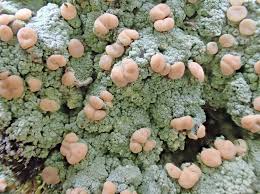 Attēlu rezultāti vaicājumam “Microcalicium disseminatum”