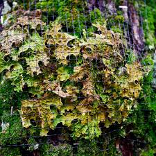 Attēlu rezultāti vaicājumam “Lobaria pulmonaria”