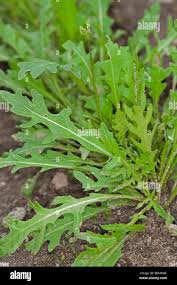 Attēlu rezultāti vaicājumam “Diplotaxis tenuifolia leaf”