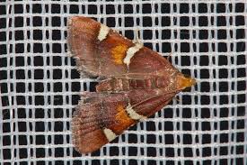 Attēlu rezultāti vaicājumam “Pyralis regalis”