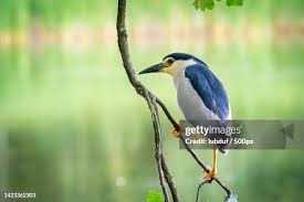 Attēlu rezultāti vaicājumam “Nycticorax nycticorax”