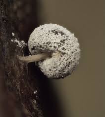 Attēlu rezultāti vaicājumam “Physarum murinum macro”