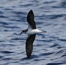 Image result for Pterodroma feae