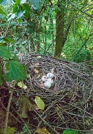 Attēlu rezultāti vaicājumam “Accipiter gentilis nest”