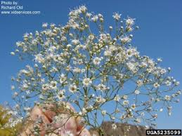 Attēlu rezultāti vaicājumam “Gypsophila paniculata”
