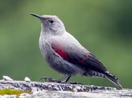 Image result for Tichodroma muraria