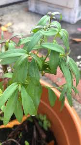 Attēlu rezultāti vaicājumam “Antirrhinum majus leaf”