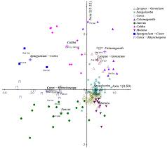 Attēlu rezultāti vaicājumam “Carex chordorhiza”