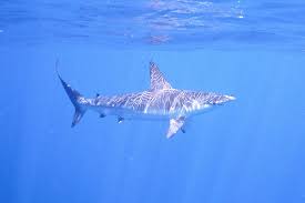 Image result for Sphyrna zygaena