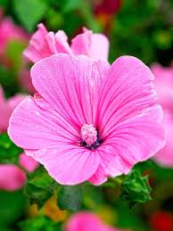 Image result for Lavatera trimestris