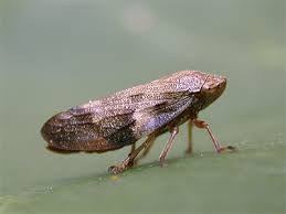Attēlu rezultāti vaicājumam “Aphrophora nymph”