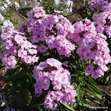 Image result for Phlox paniculata `Sweet Summer`
