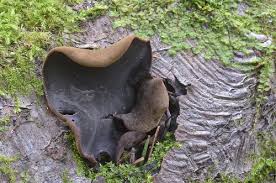 Attēlu rezultāti vaicājumam “Ionomidotis irregularis”