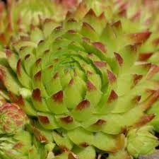 Attēlu rezultāti vaicājumam “Jovibarba globifera flower”