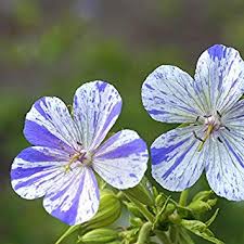Image result for Geranium pratense
