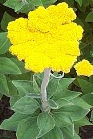 Image result for Helichrysum subulifolium