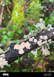 Attēlu rezultāti vaicājumam “Aleurodiscus amorphus”