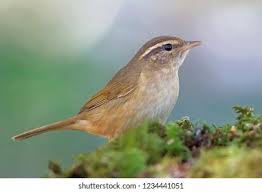 Image result for Phylloscopus schwarzi