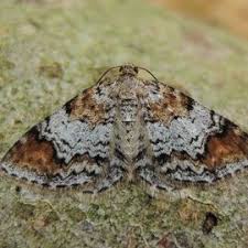 Attēlu rezultāti vaicājumam “Venusia blomeri”