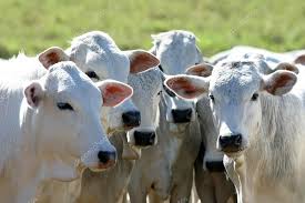 Image result for ganado bovino