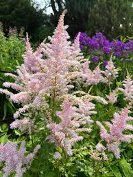 Image result for Astilbe