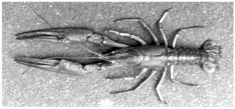 Attēlu rezultāti vaicājumam “Astacus leptodactylus”
