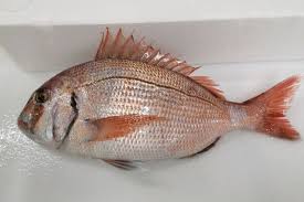 Image result for Pagrus