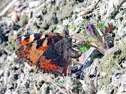 Attēlu rezultāti vaicājumam “Aglais urticae underside”