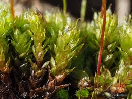 Attēlu rezultāti vaicājumam “Bryum capillare”