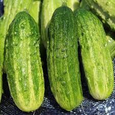 Image result for Gurke