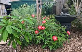 Image result for Abelmoschus moschatus