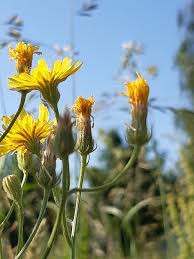 Attēlu rezultāti vaicājumam “Crepis tectorum flower”