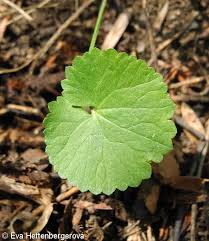Attēlu rezultāti vaicājumam “Ranunculus auricomus leaf”