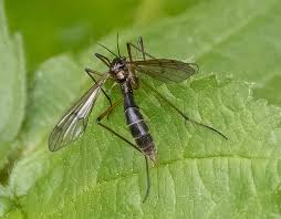 Attēlu rezultāti vaicājumam “Ptychoptera sp.”